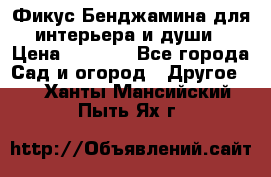 Фикус Бенджамина для интерьера и души › Цена ­ 2 900 - Все города Сад и огород » Другое   . Ханты-Мансийский,Пыть-Ях г.